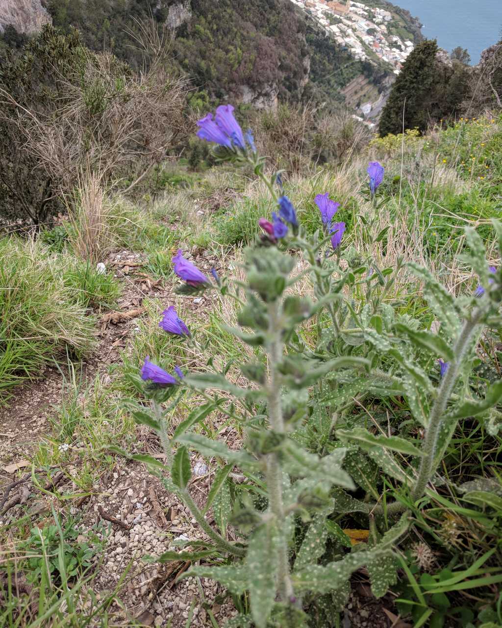 Echium creticum ?... Echium cfr. arenarium